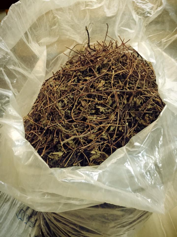 仙草